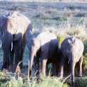 TZA MAR SerengetiNP 2016DEC23 Seronera 021 : 2016, 2016 - African Adventures, Africa, Date, December, Eastern, Mara, Month, Places, Serengeti National Park, Seronera, Tanzania, Trips, Year